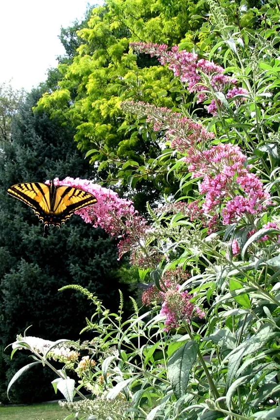 Affordable lawn mowing service in Lakewood, CO - Aspen Creek Landscape