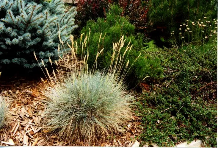 Expert lawn care service in Lakewood, CO - Aspen Creek Landscape