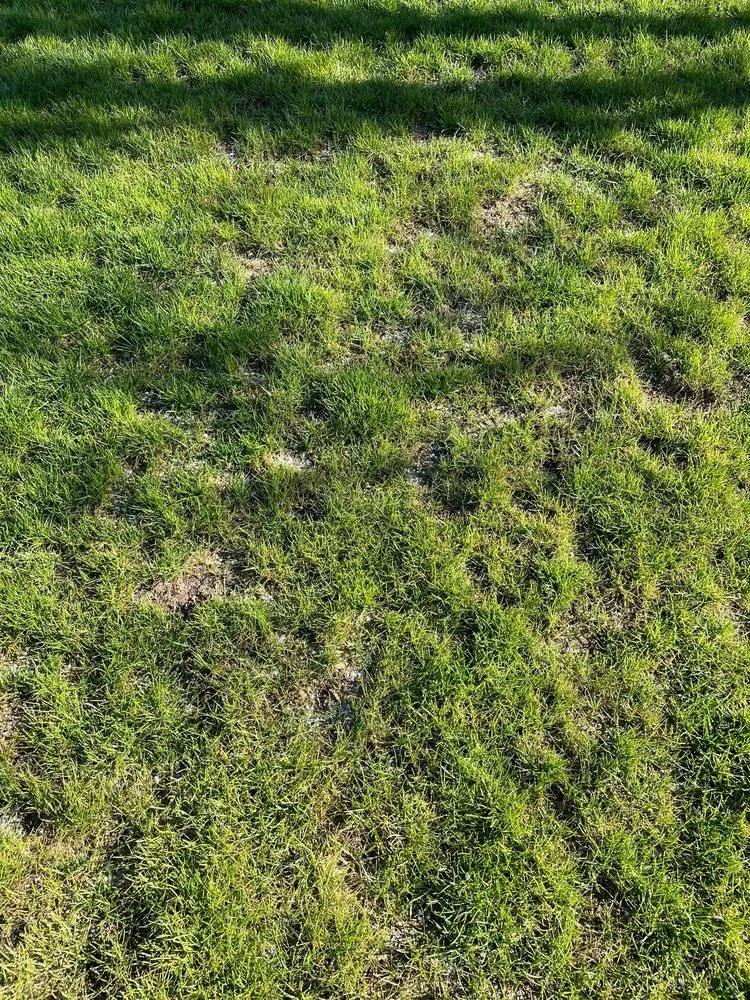 Local yard cleanup service for outdoor upgrades in Sherwood, OR by Aspen Creek Landscaping