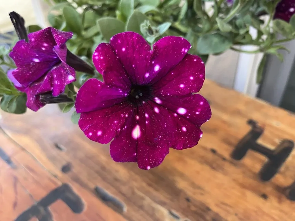 Expert outdoor landscaping in South Lake Tahoe, CA by Aspen Hollow Nursery