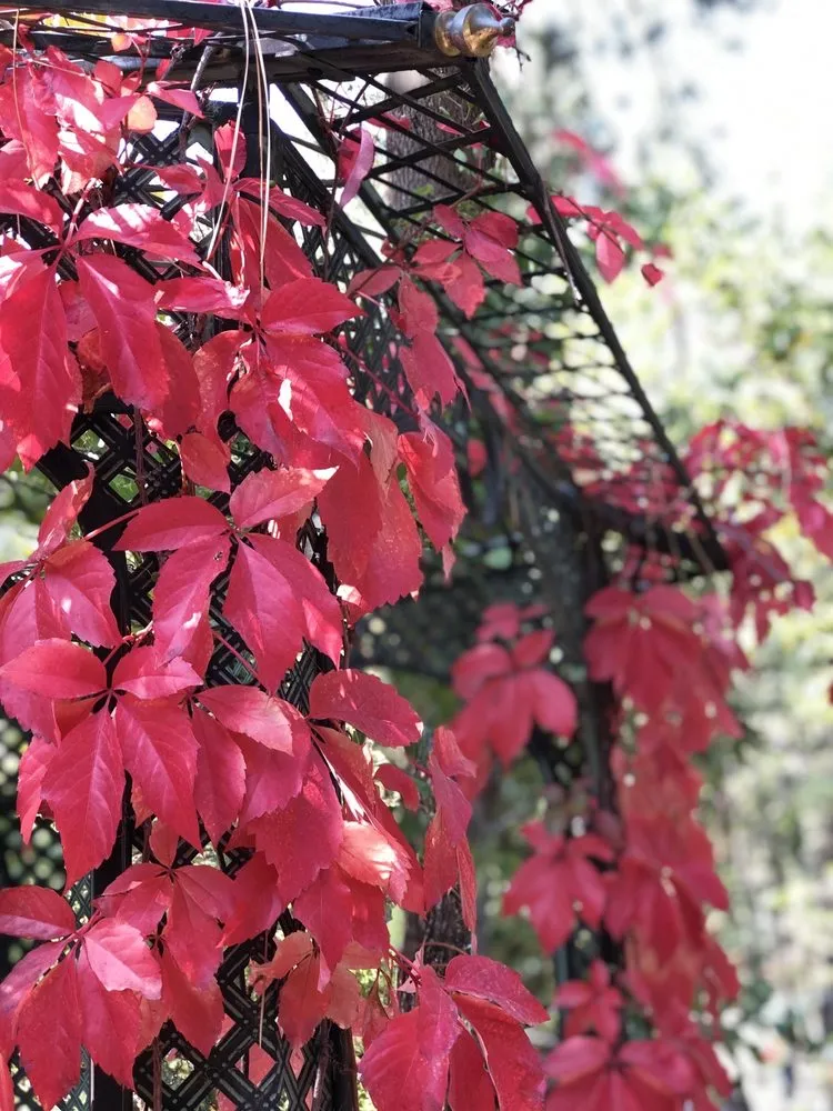 Local residential landscaping in South Lake Tahoe, CA by Aspen Hollow Nursery