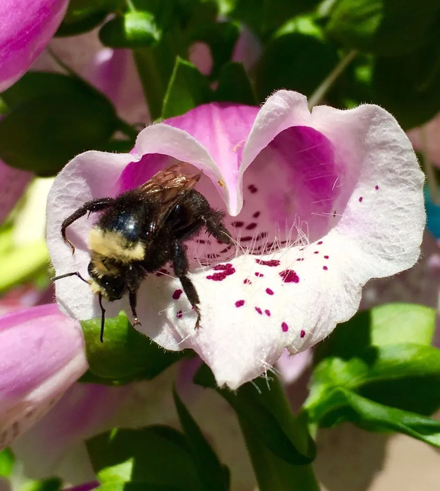 Local landscape design with custom design in South Lake Tahoe, CA by Aspen Hollow Nursery