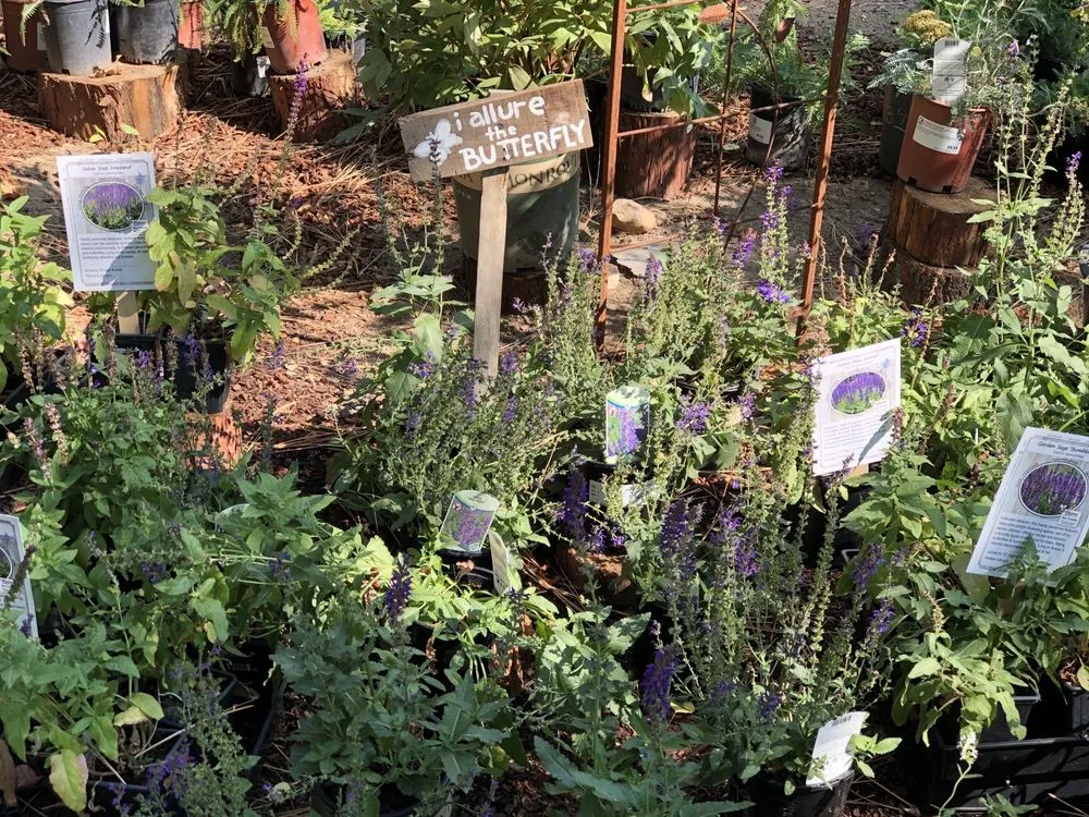 Trusted yard cleanup service in South Lake Tahoe, CA by Aspen Hollow Nursery