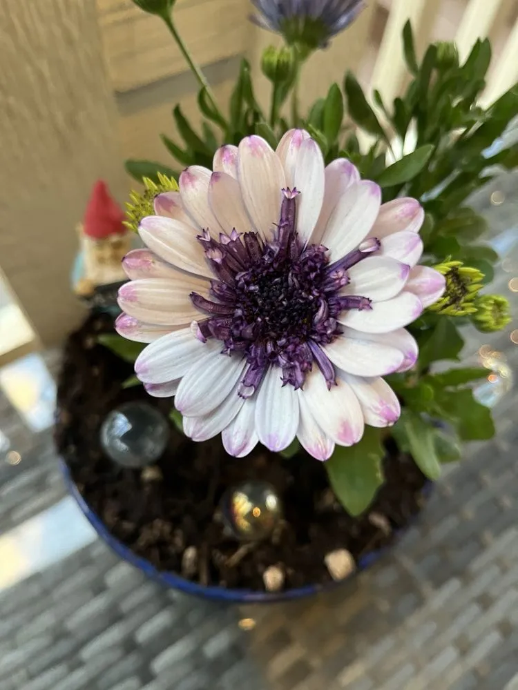 Reliable lawn mowing service experts serving South Lake Tahoe, CA - Aspen Hollow Nursery