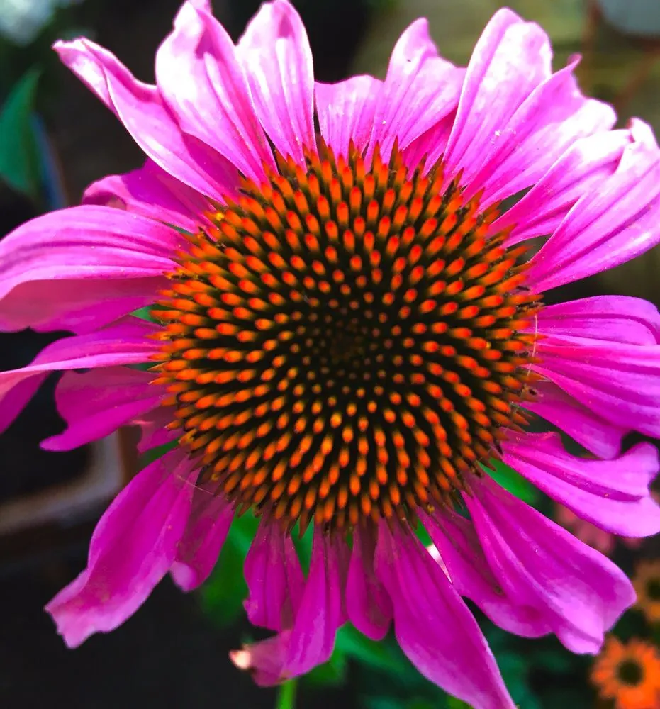 Custom landscape design in South Lake Tahoe, CA by Aspen Hollow Nursery