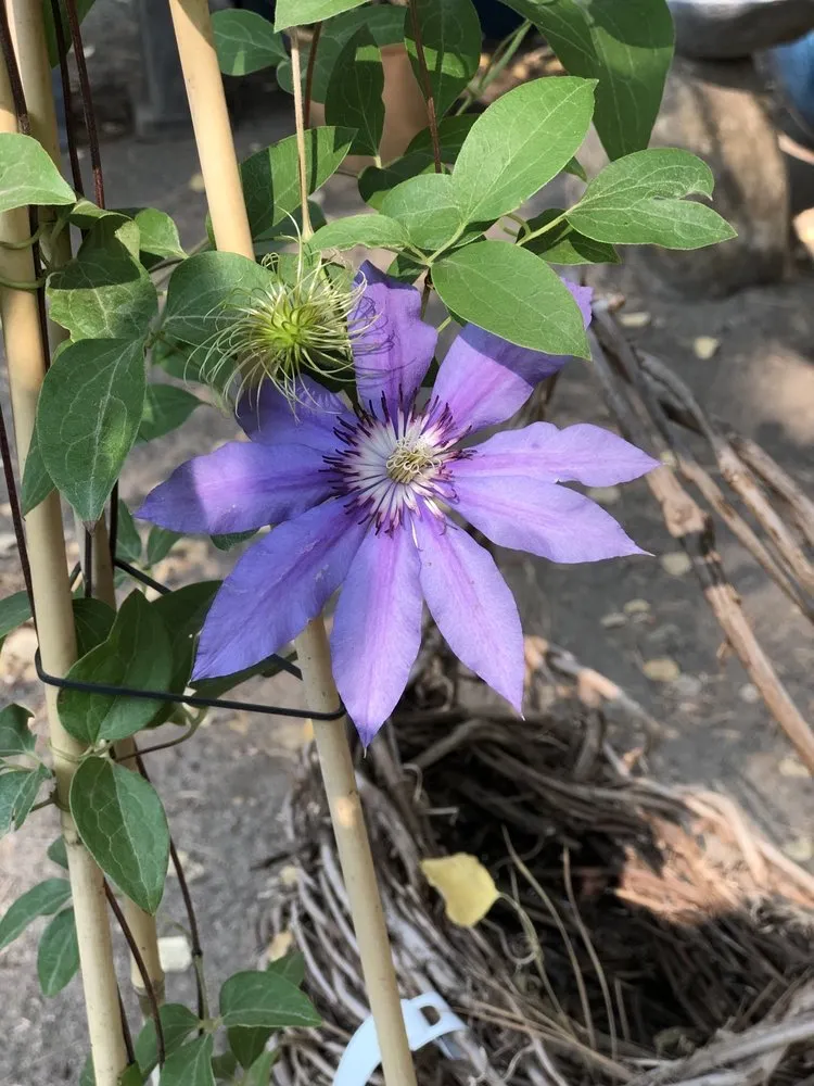 Local outdoor landscaping in South Lake Tahoe, CA by Aspen Hollow Nursery