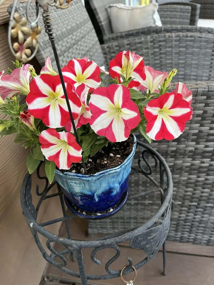 Top-rated yard cleanup service for homes across South Lake Tahoe, CA - Aspen Hollow Nursery