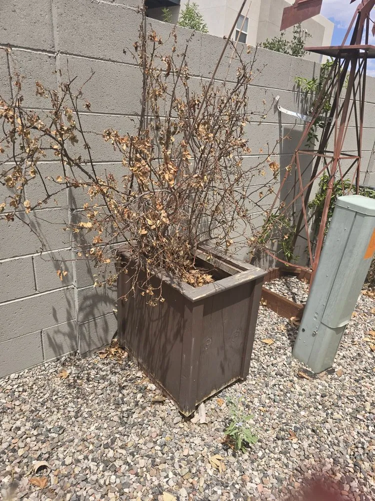 Custom yard maintenance experts serving Prescott Valley, AZ - Aspen Landscaping