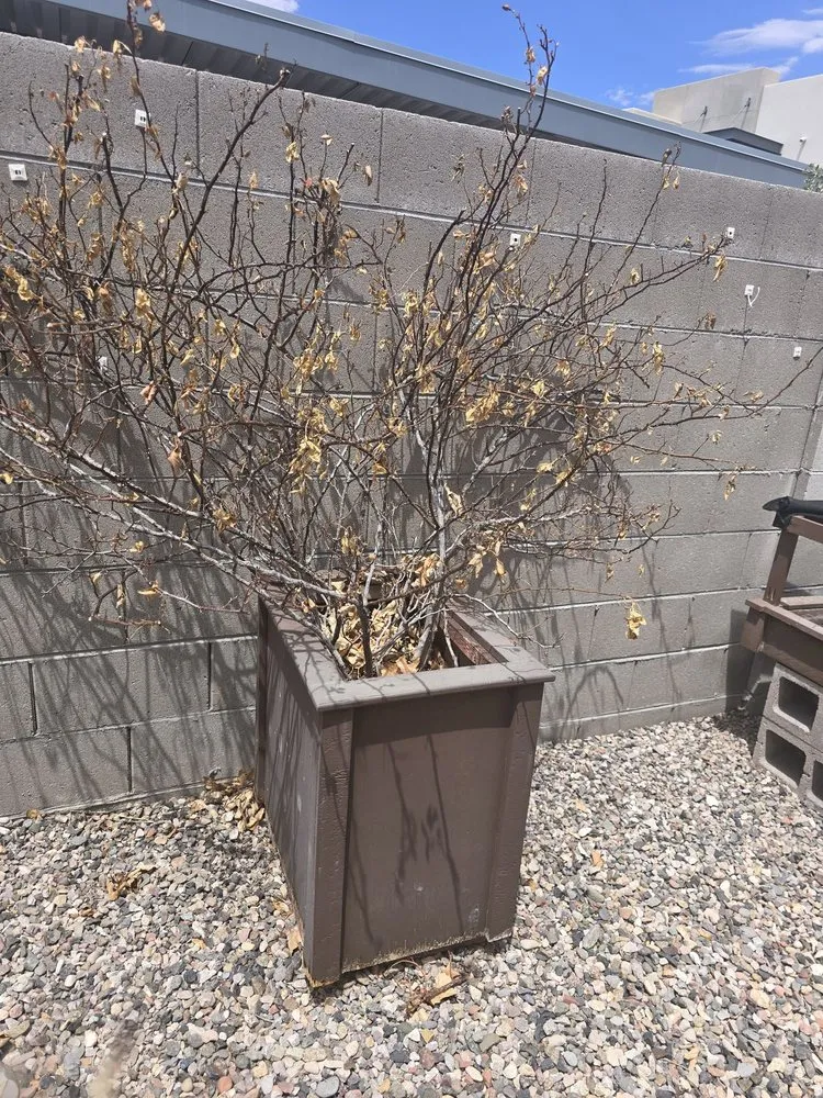 Expert lawn mowing service in Prescott Valley, AZ by Aspen Landscaping