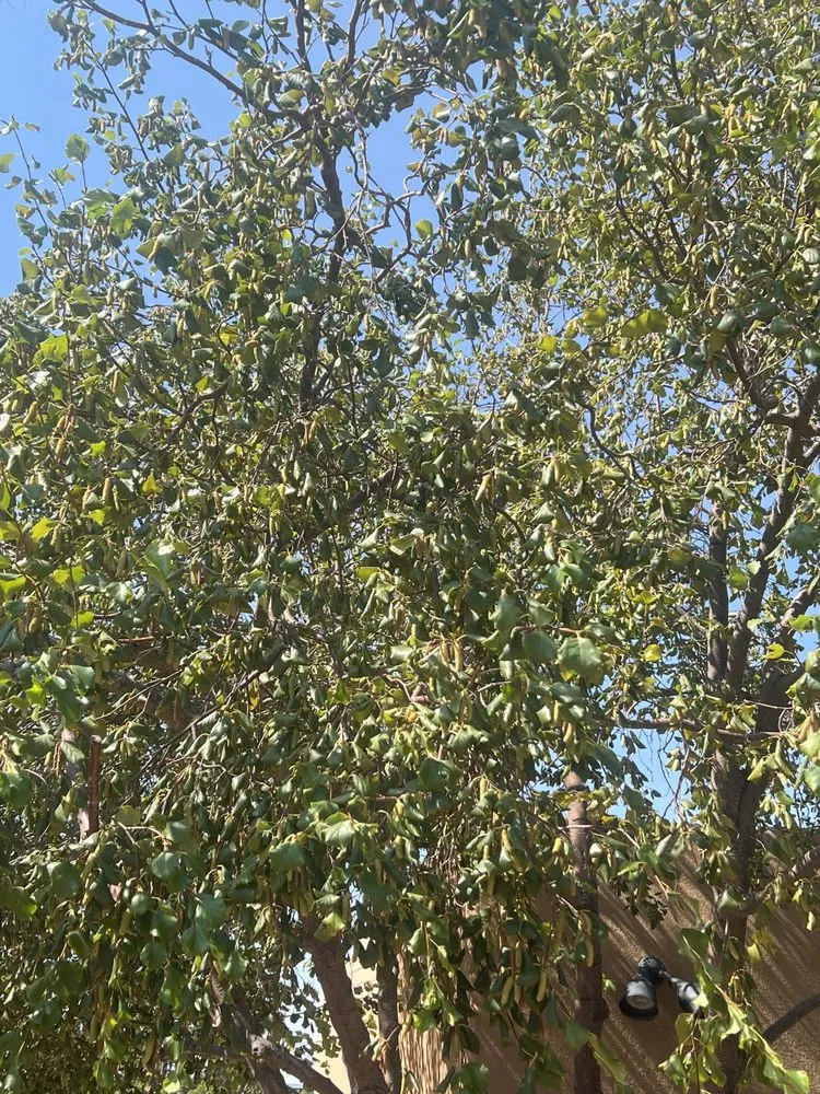 Top-rated outdoor landscaping with custom design across Santa Fe, NM - Aspen Landscaping