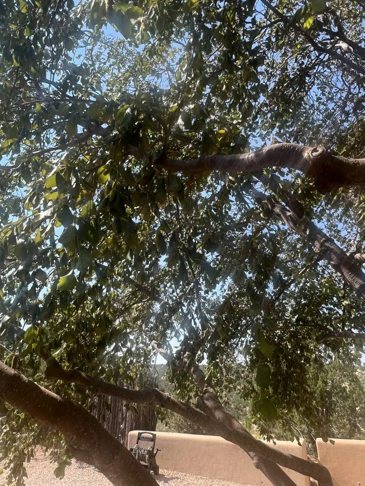 Professional landscape installation in Santa Fe, NM by Aspen Landscaping