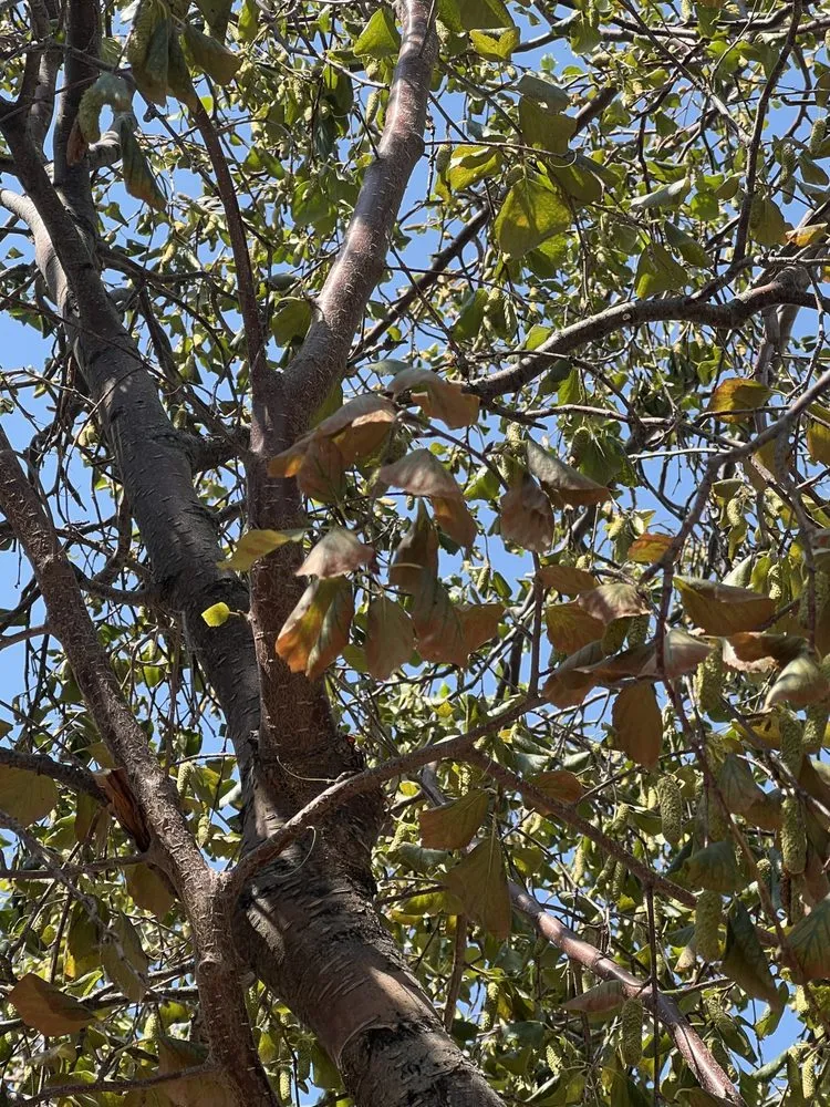 Affordable lawn care service for residential properties across Santa Fe, NM - Aspen Landscaping