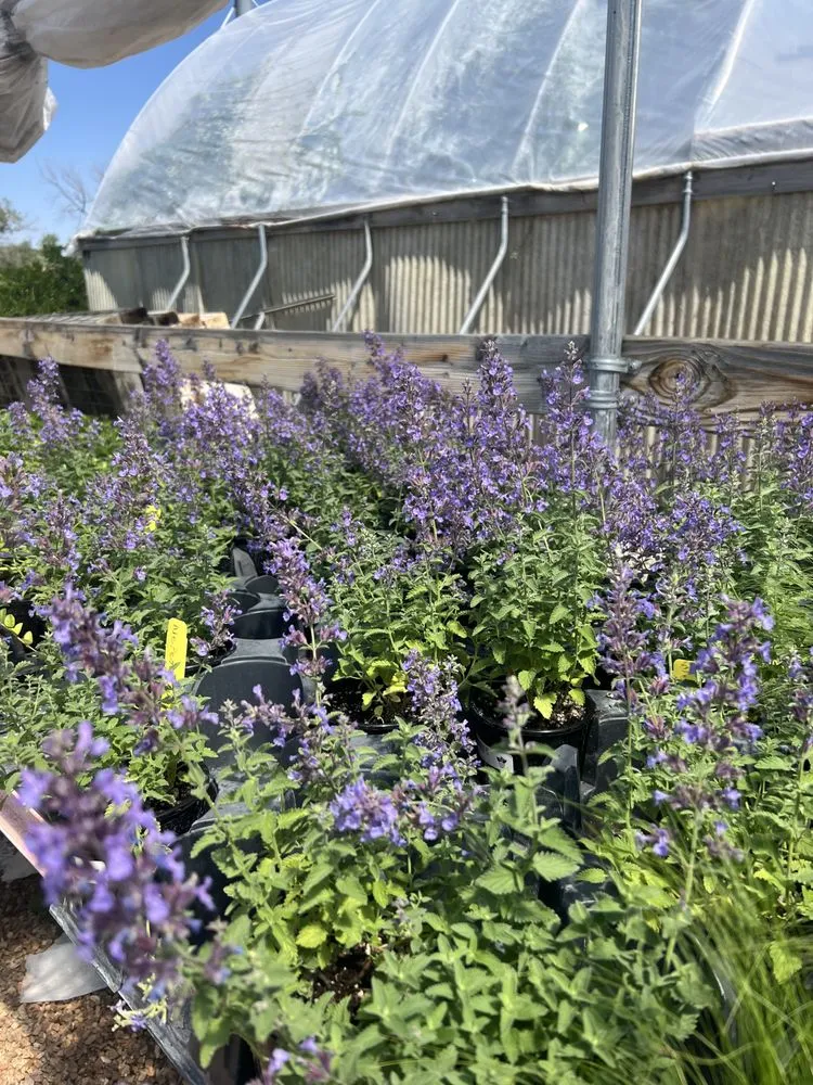 Trusted lawn care service experts serving Santa Fe, NM - Aspen Landscaping