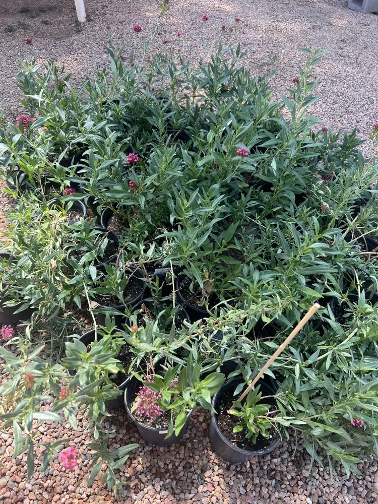 Top-rated garden landscaping in Santa Fe, NM by Aspen Landscaping