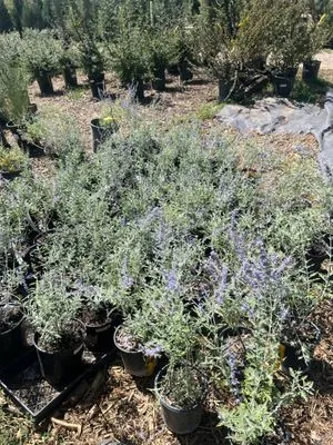 Aspen Landscaping Logo