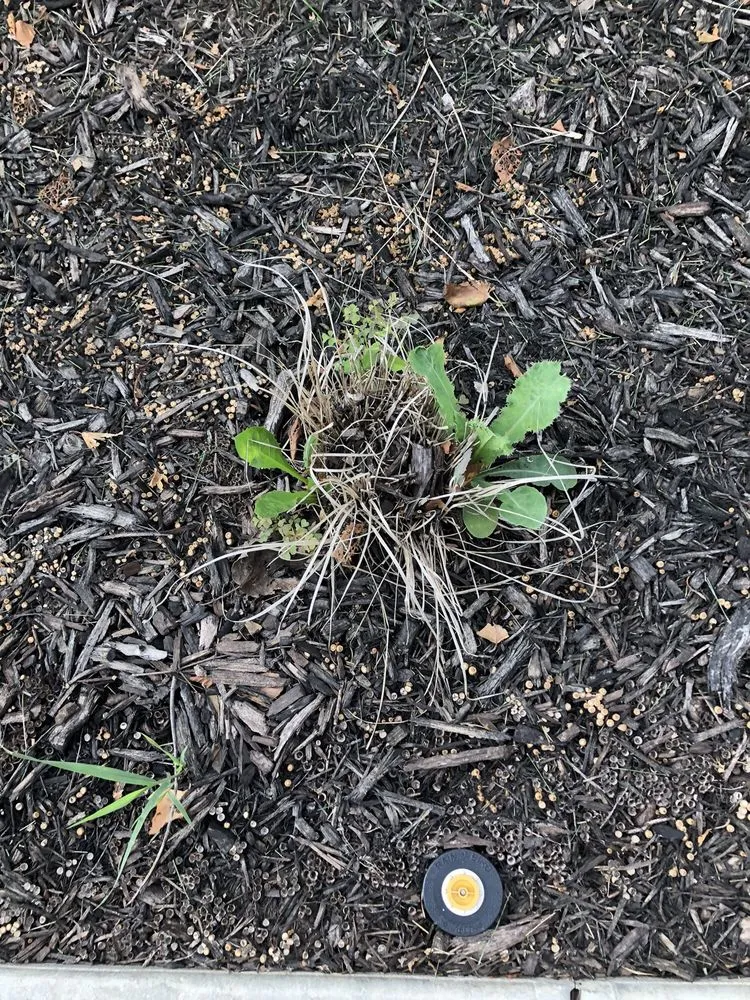 Local outdoor landscaping for beautiful yards in Olathe, KS by Aspen Lawn & Pest Control