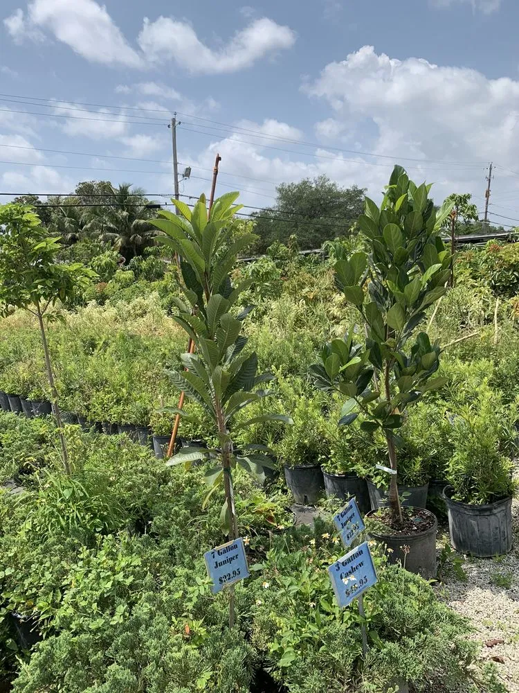 Reliable lawn care service in Pembroke Park, FL - Aspen Nursery