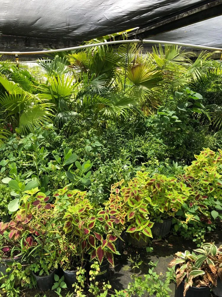 Professional landscape design for beautiful yards across Pembroke Park, FL - Aspen Nursery