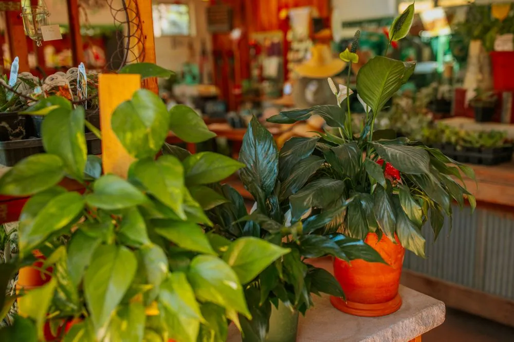 Top-rated yard cleanup service experts serving Rapid City, SD - Aspen Ridge Lawn & Landscape