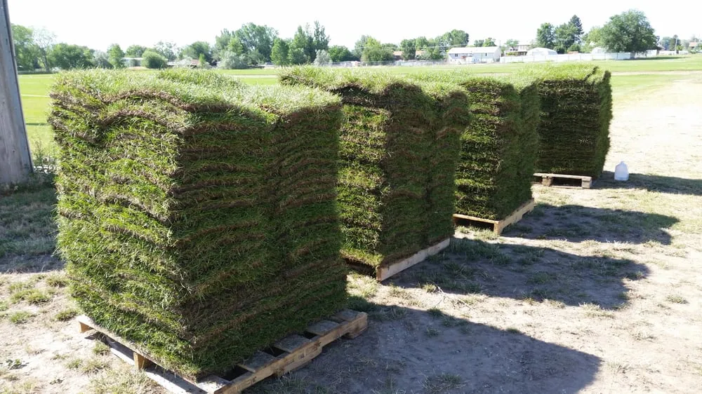 Affordable landscaping services experts serving Layton, UT - Aspen Sod