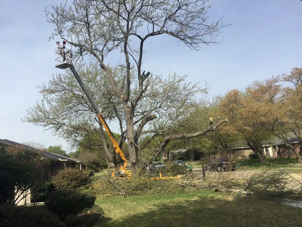 Trusted yard cleanup service in Garland, TX by Aspen Tree Service