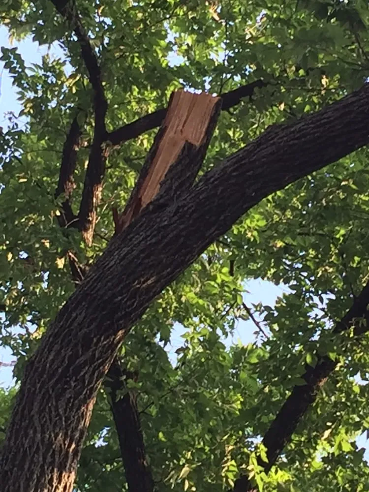 Expert landscape design in Manchaca, TX - Aspen Tree Service