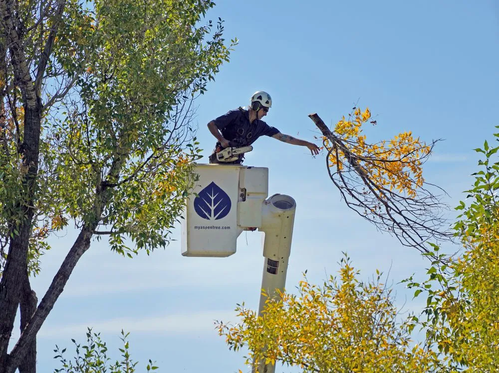 Local lawn mowing service for outdoor upgrades in Steamboat Springs, CO by Aspen Tree Service Steamboat Springs