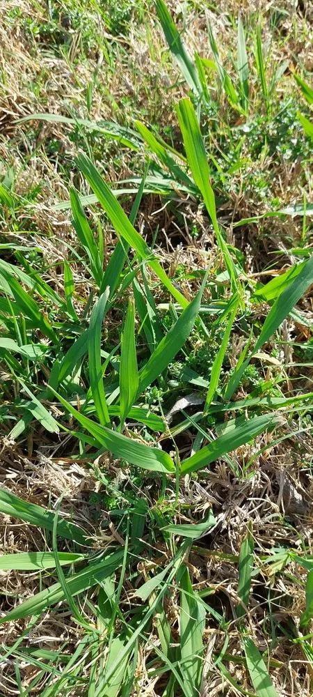 Professional yard cleanup service in Princeton, LA by Aspen Turf Solutions