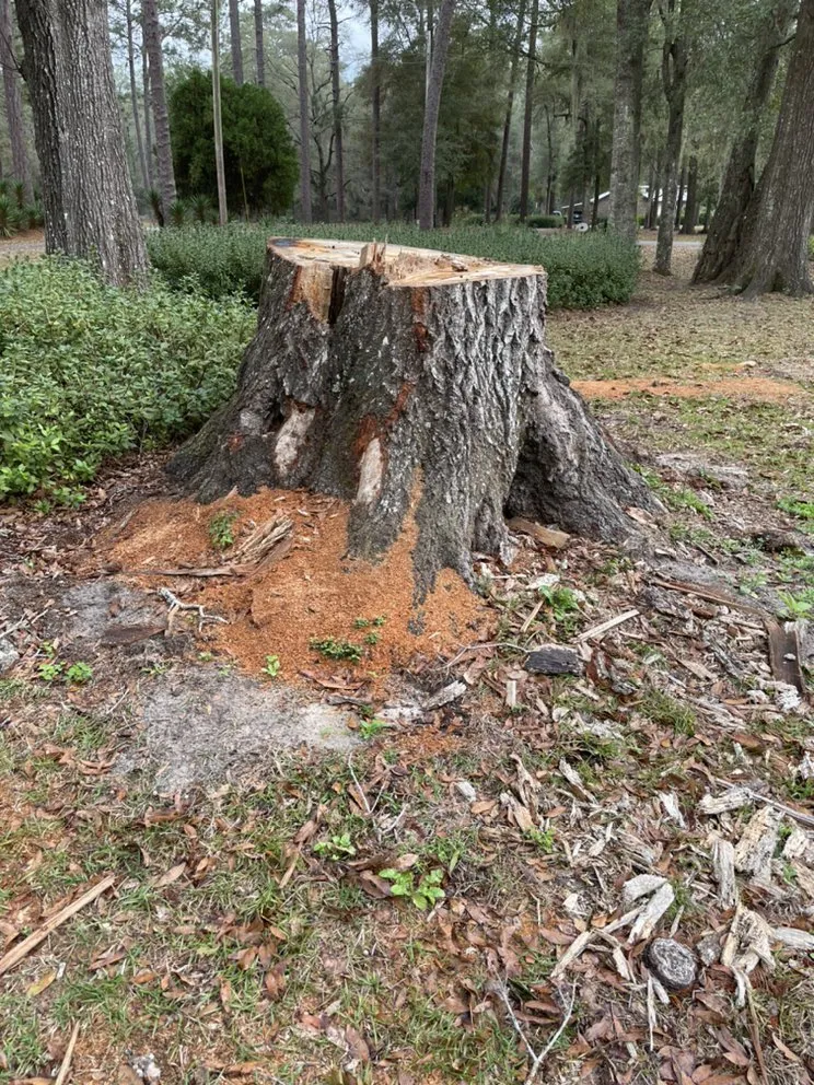 Local landscape design for homes in Lee, FL by ASR Affordable Stump Removal