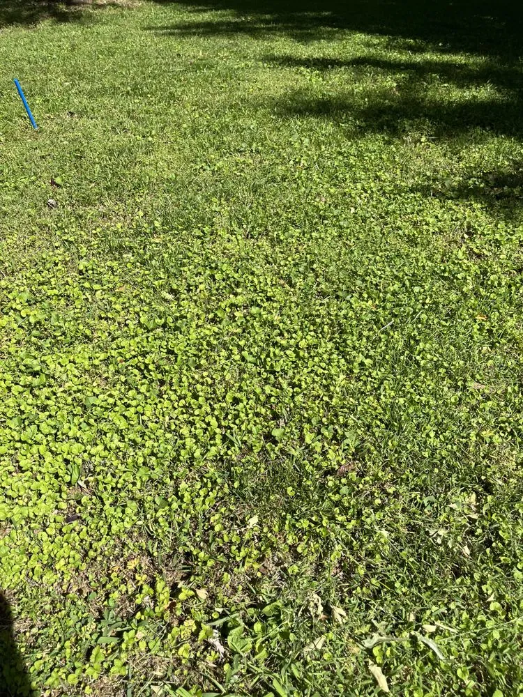 Local landscaping services for homes across Indian Trail, NC - Association Dues Mowing