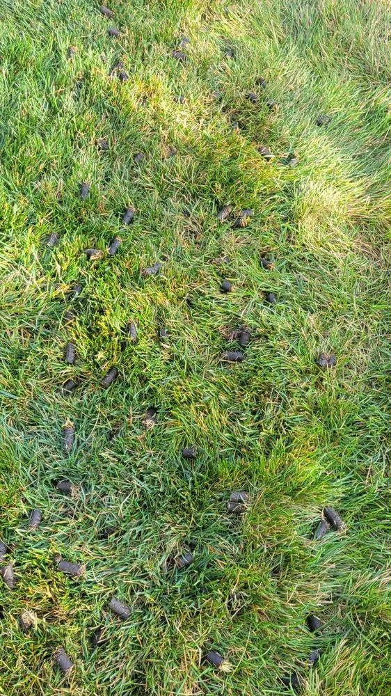 Professional yard maintenance near you in Joliet, IL by Assure Home and Lawn Solutions