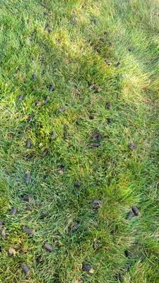 Assure Home and Lawn Solutions Logo