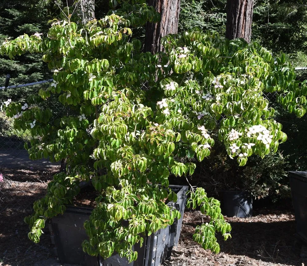 Expert outdoor landscaping in Prunedale, CA by Assured Landscape Growers