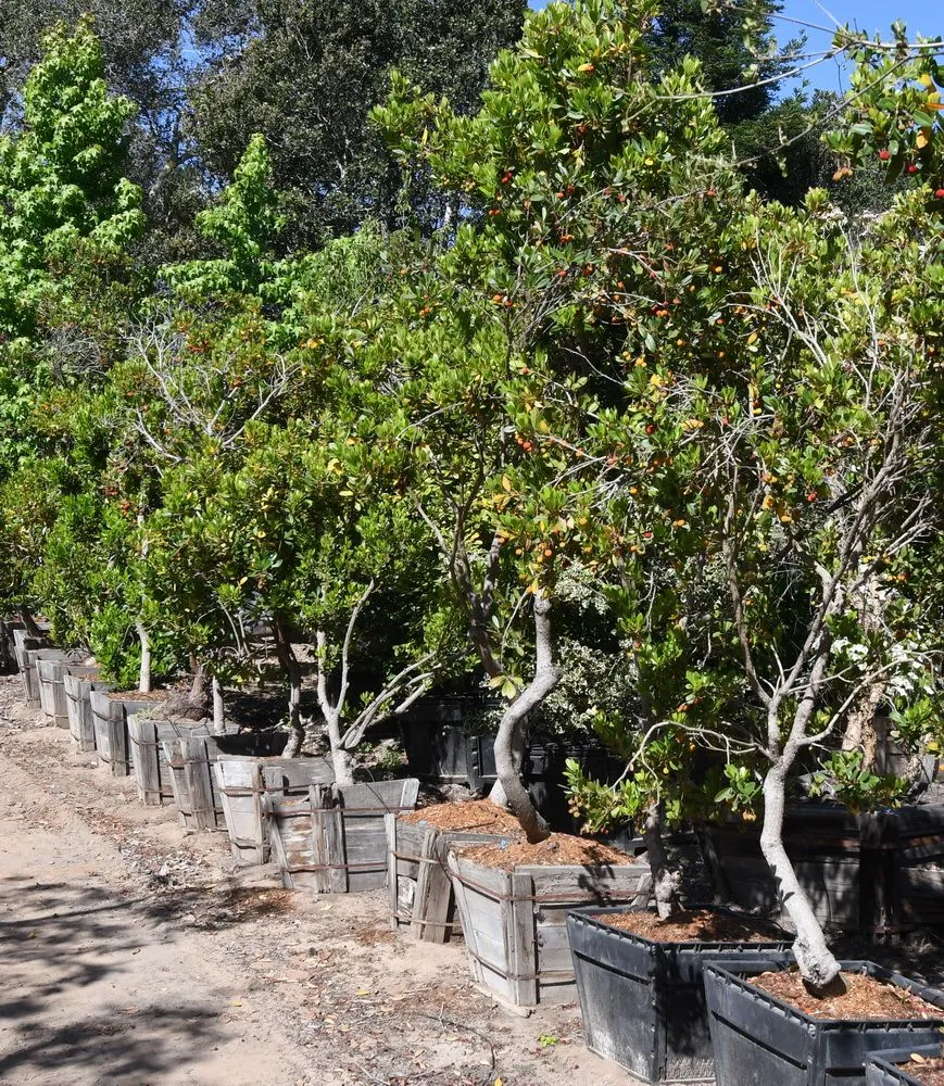 Custom lawn care service for homes across Prunedale, CA - Assured Landscape Growers