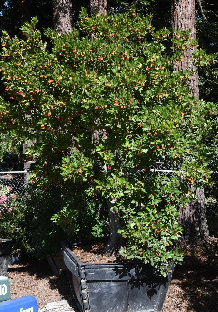 Trusted yard maintenance in Prunedale, CA - Assured Landscape Growers