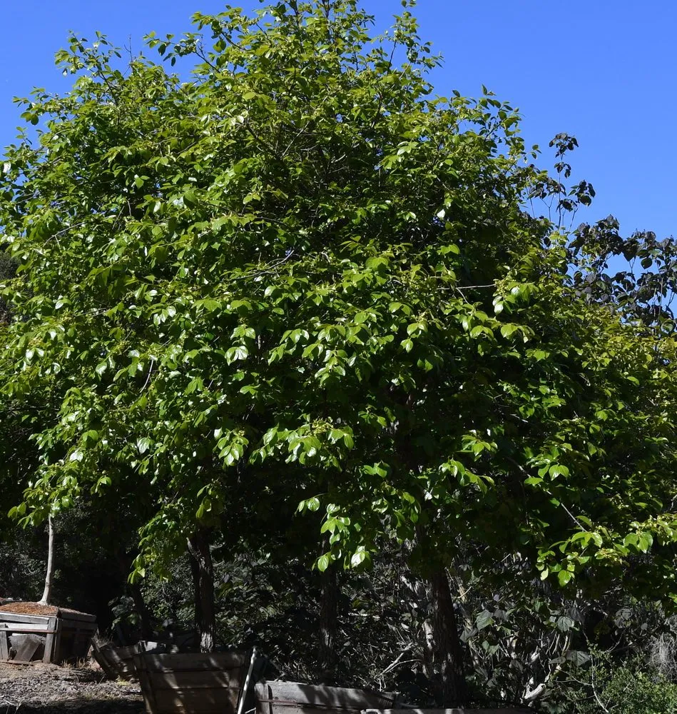 Trusted garden landscaping experts serving Prunedale, CA - Assured Landscape Growers