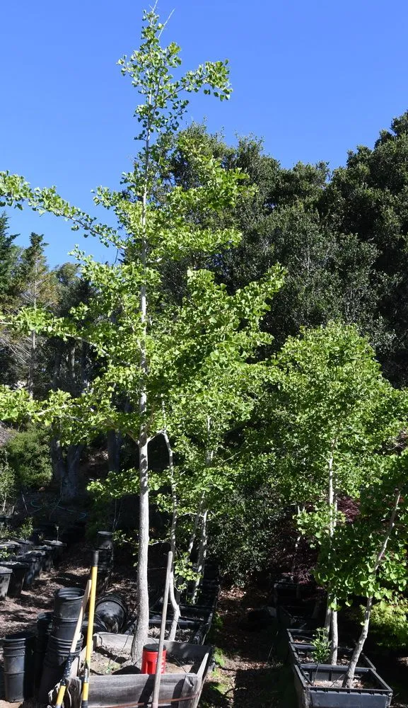 Custom outdoor landscaping in Prunedale, CA - Assured Landscape Growers