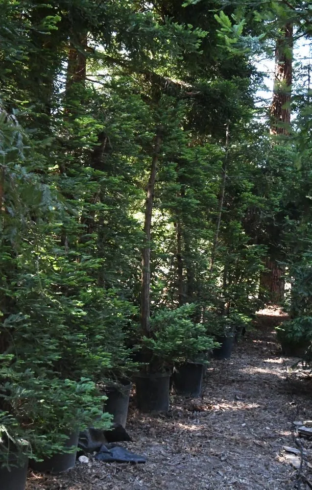 Affordable landscape design experts serving Prunedale, CA - Assured Landscape Growers