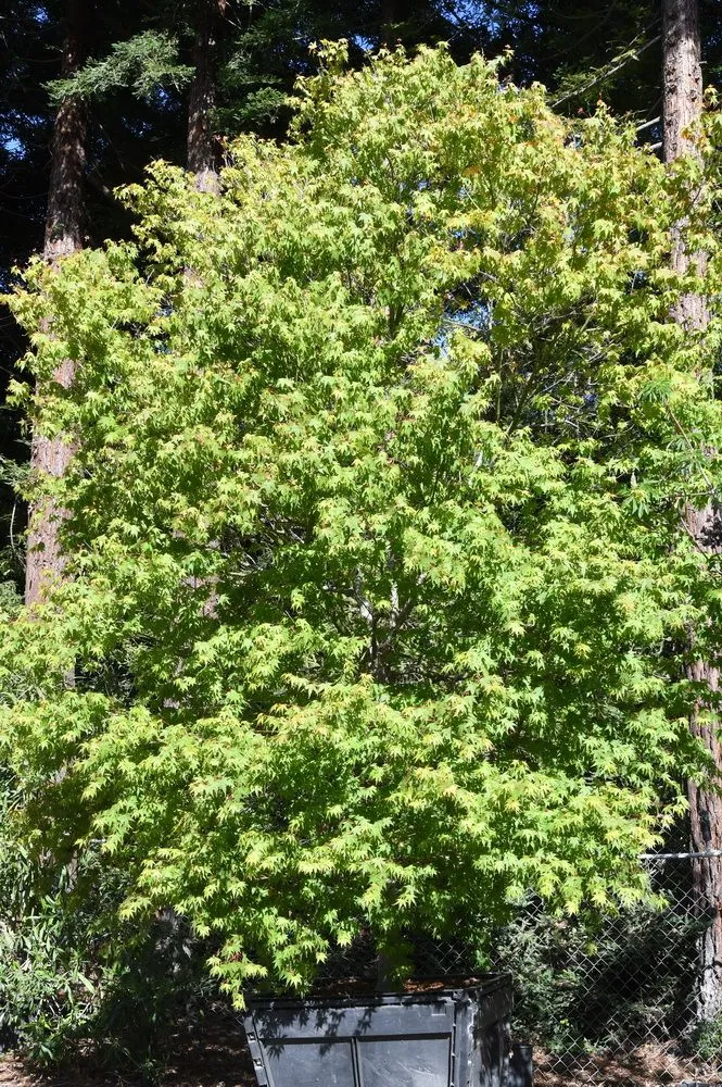 Trusted lawn care service in Prunedale, CA - Assured Landscape Growers