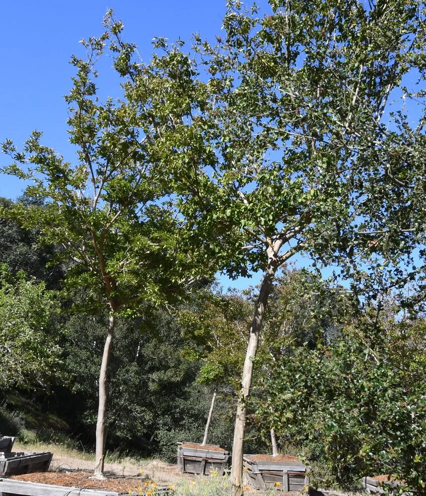 Trusted landscape design in Prunedale, CA by Assured Landscape Growers