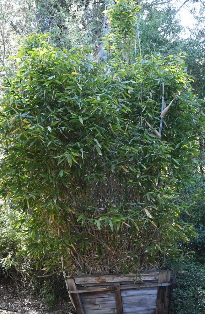 Professional landscaping services for outdoor upgrades in Prunedale, CA by Assured Landscape Growers