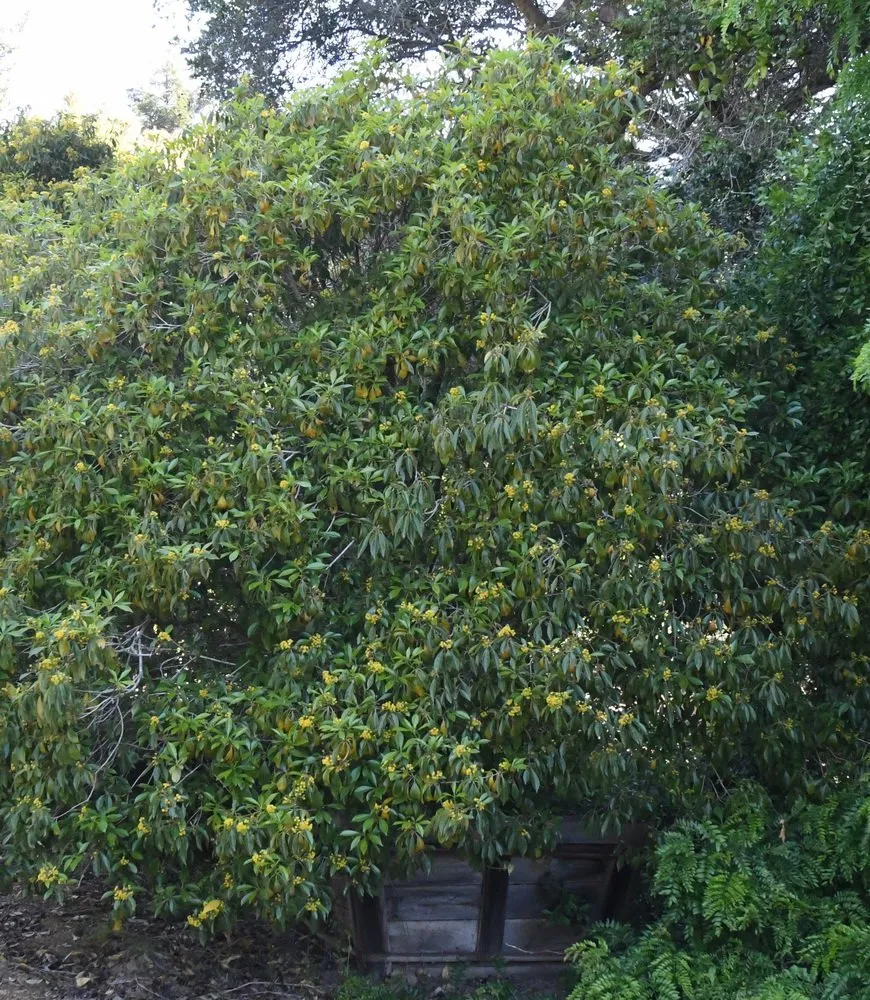 Expert lawn mowing service in Prunedale, CA - Assured Landscape Growers