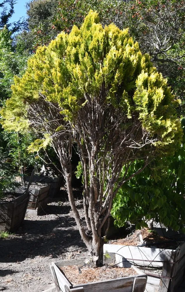 Reliable landscaping services experts serving Prunedale, CA - Assured Landscape Growers