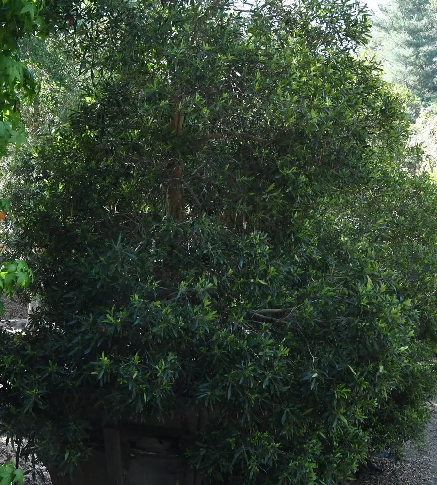 Affordable lawn mowing service in Prunedale, CA - Assured Landscape Growers