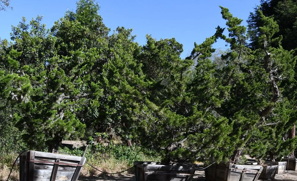 Trusted landscape installation in Prunedale, CA - Assured Landscape Growers