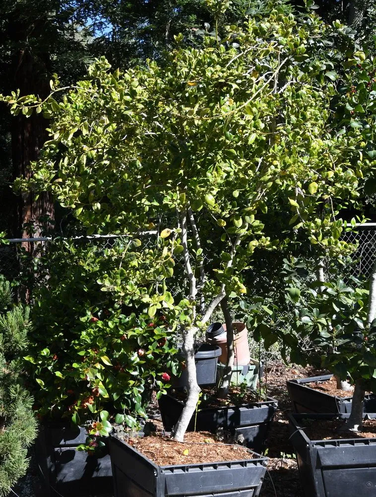 Affordable lawn care service in Prunedale, CA - Assured Landscape Growers