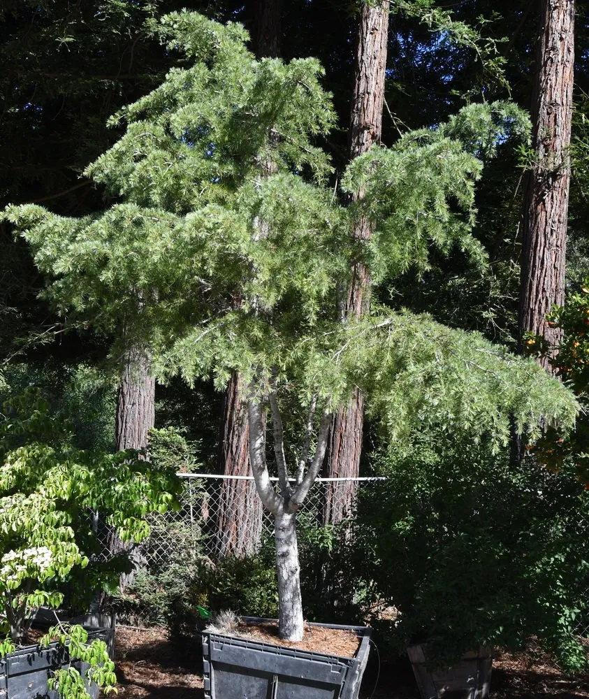 Local garden landscaping experts serving Prunedale, CA - Assured Landscape Growers