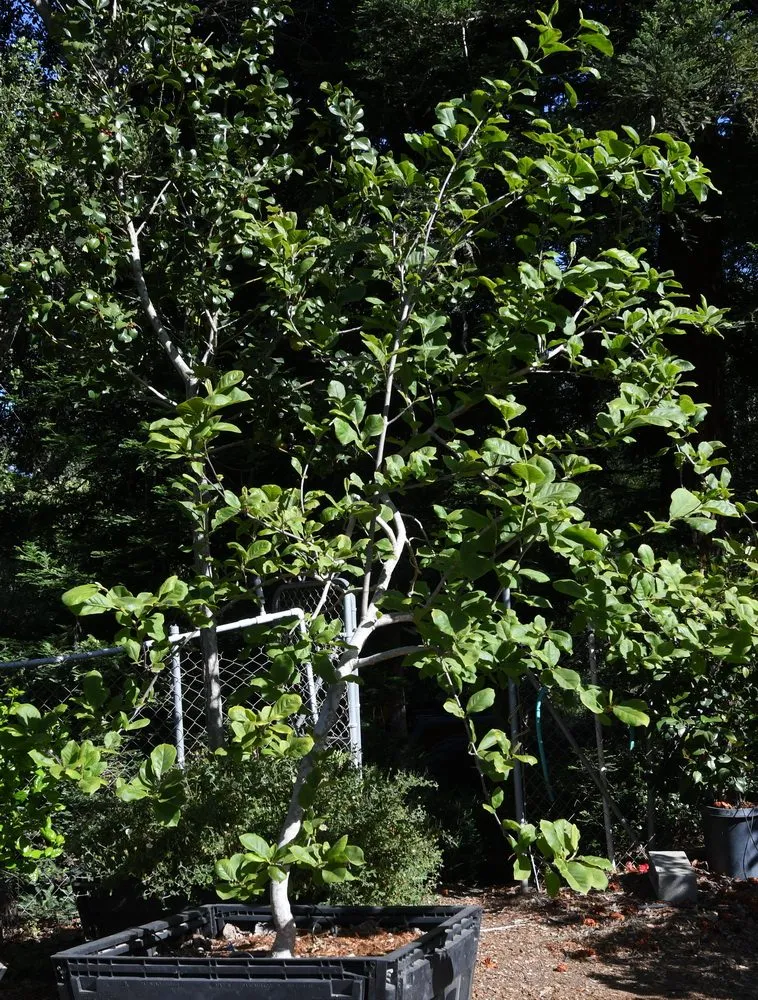 Local residential landscaping in Prunedale, CA - Assured Landscape Growers