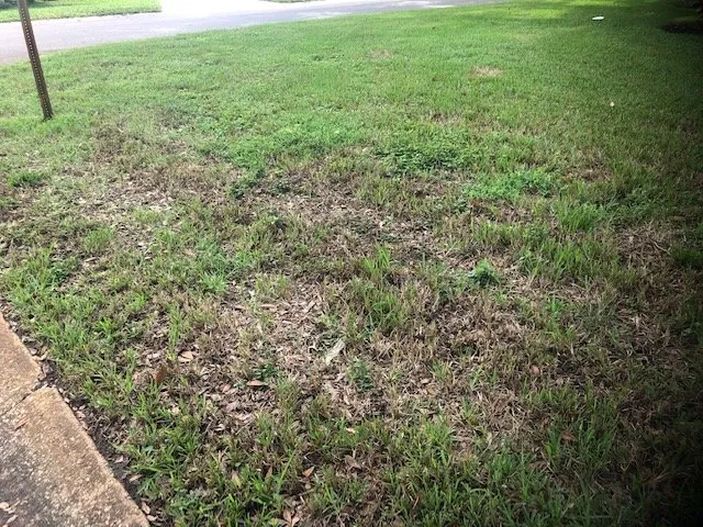 Top-rated outdoor landscaping in Oldsmar, FL by AssureGreen Property Services