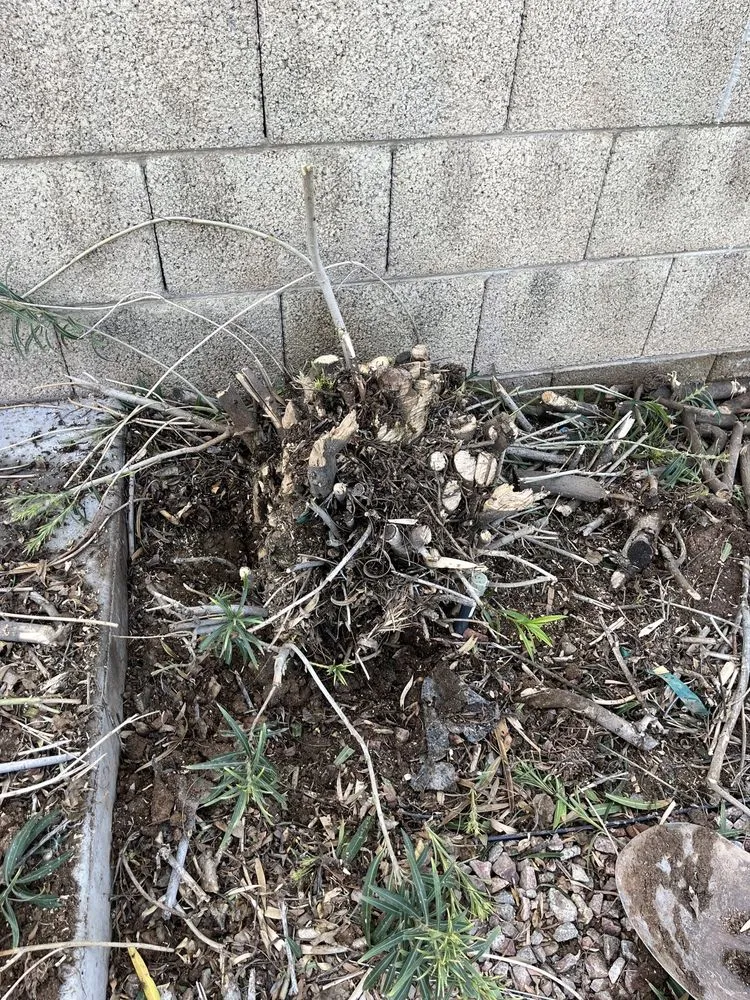 Custom landscaping services experts serving Peoria, AZ - Astonishing Landscape & Design